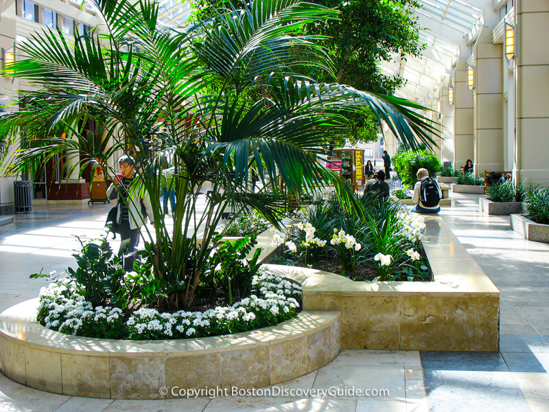 Prudential Center's spring garden display with pale yellow daffodils and white daisies