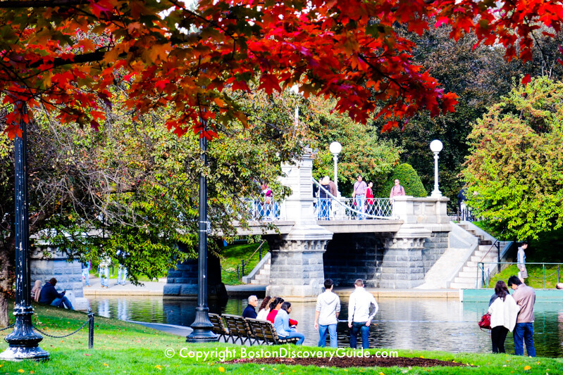 Fall color near the suspension bridge over the lagoon in Boston's Public Garden