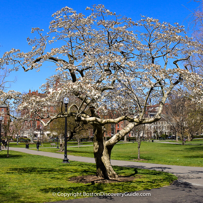 Cherry tree blooming during the 2nd week of April in Boston's Public Garden