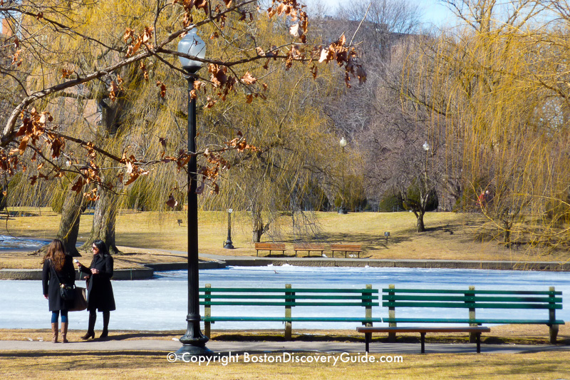 Lagoon in the Public Garden is still frozen 