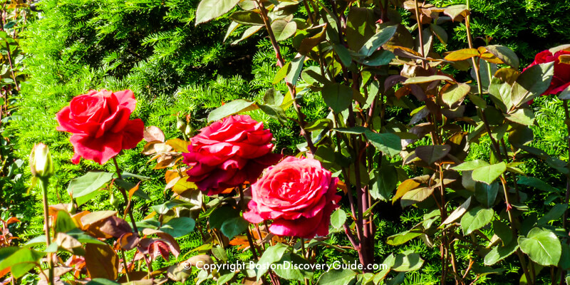 Roses in bloom on Memorial Day weekend in Boston's Public Garden