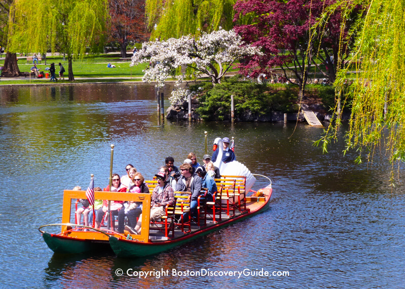 Swan boat in the Public Garden's Lagoon
