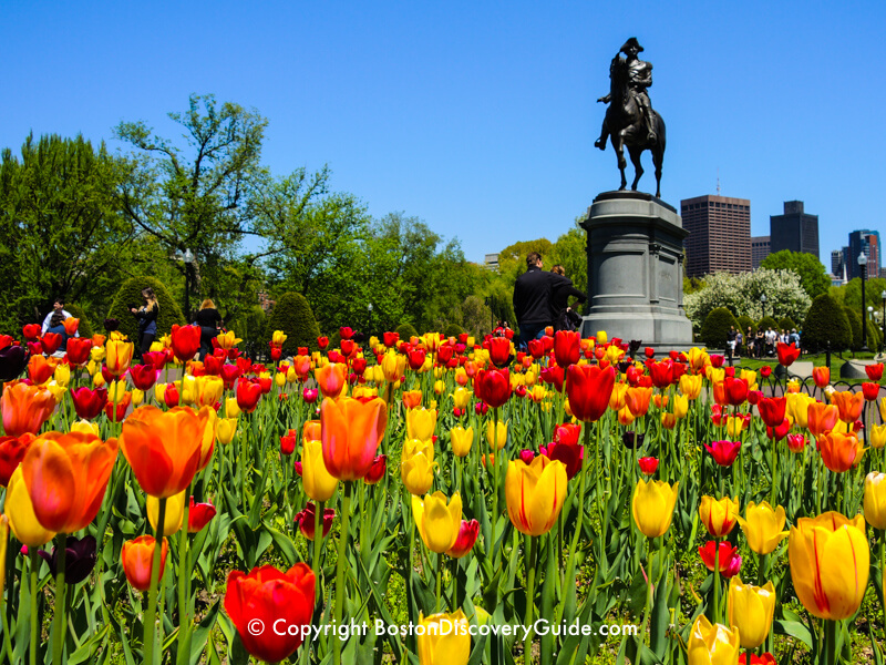 Tulips in Boston Public Garden Tulips in Boston Public Garden