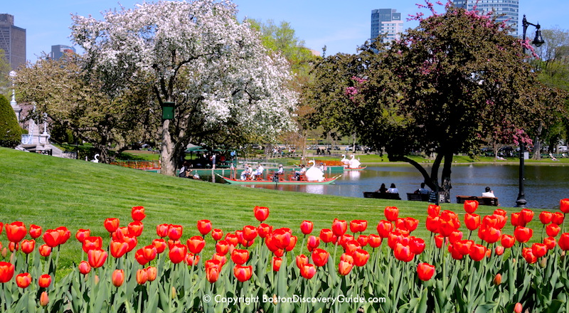 Tulips and flowering trees in Boston's Public Garden on Mother's Day Weekend Tulips and flowering trees in Boston's Public Garden on Mother's Day Weekend