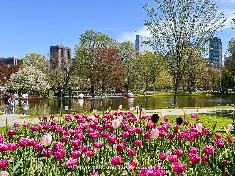 Tulips blooming in Boston's Public Garden in May across from The Newbury Boston Tulips blooming in Boston's Public Garden in May across from The Newbury Boston