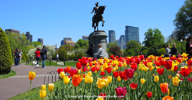 A perfect day in Boston's Public Garden in mid-May A perfect day in Boston's Public Garden in mid-May