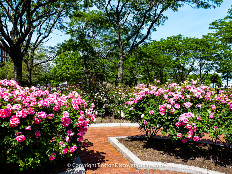 Pink roses blooming in the Rose Kennedy Rose Garden in Boston's North End neighborhood