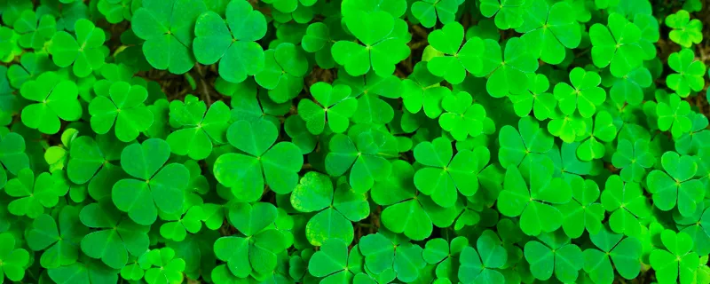 Events and things to do in Boston in March Events and things to do in Boston in March