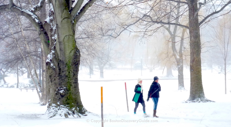 Winter snow storm in Boston's Public Garden . . . on a day when NO snow was predicted!