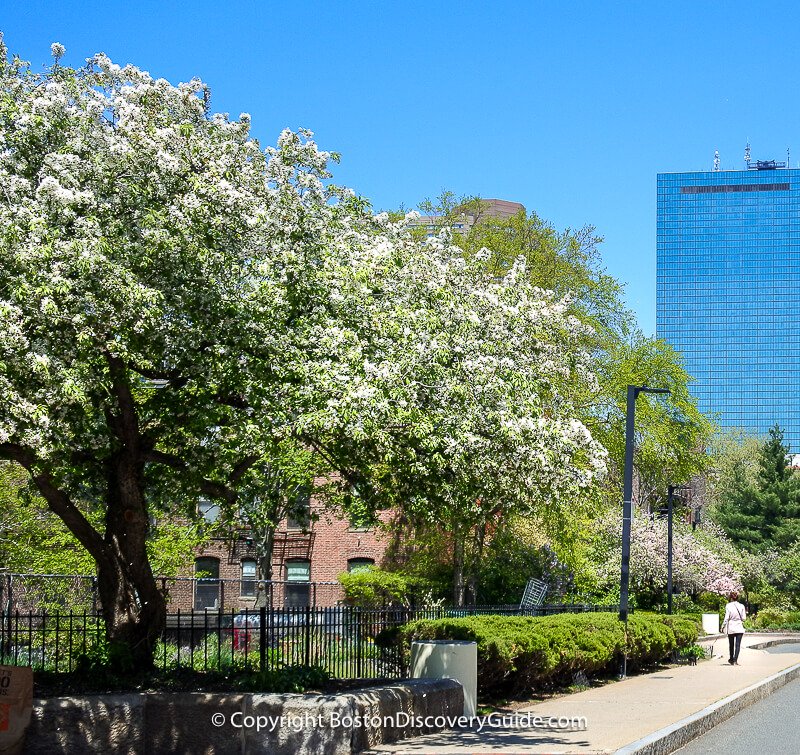 Gardens along the South End's Southwest Corridor