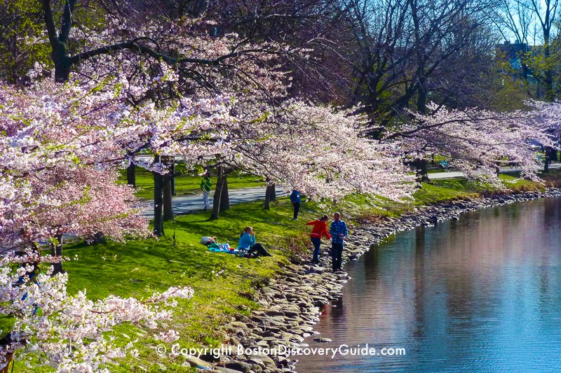 Flowering cherry trees in April along the Esplanade