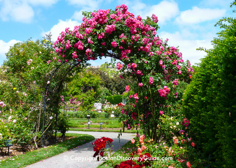 Roses in Kelleher Rose Garden in mid-June Roses in Kelleher Rose Garden in mid-June