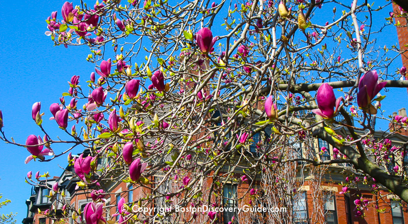 Saucer Magnolias just beginning to bloom along Commonwealth Avenue in Boston's Back Bay neighborhood Saucer Magnolias just beginning to bloom along Commonwealth Avenue in Boston's Back Bay neighborhood