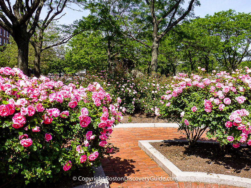Striped heritage roses blooming in the Rose Kennedy Memorial Garden on Memorial Day weekend