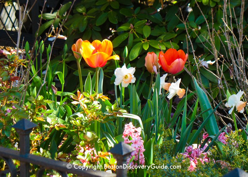 Tulips and narcissus blooming in early April in Back Bay