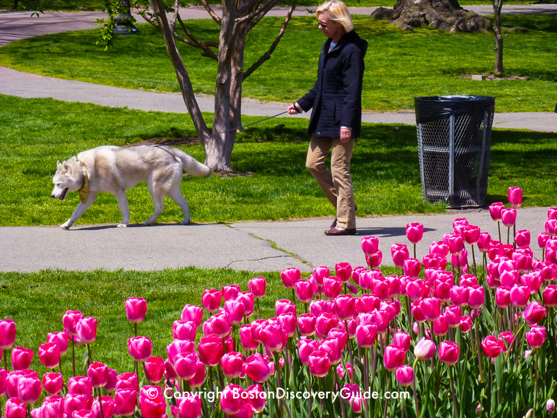 Pink tulips in Boston's Public Garden in mid-April Pink tulips in Boston's Public Garden in mid-April