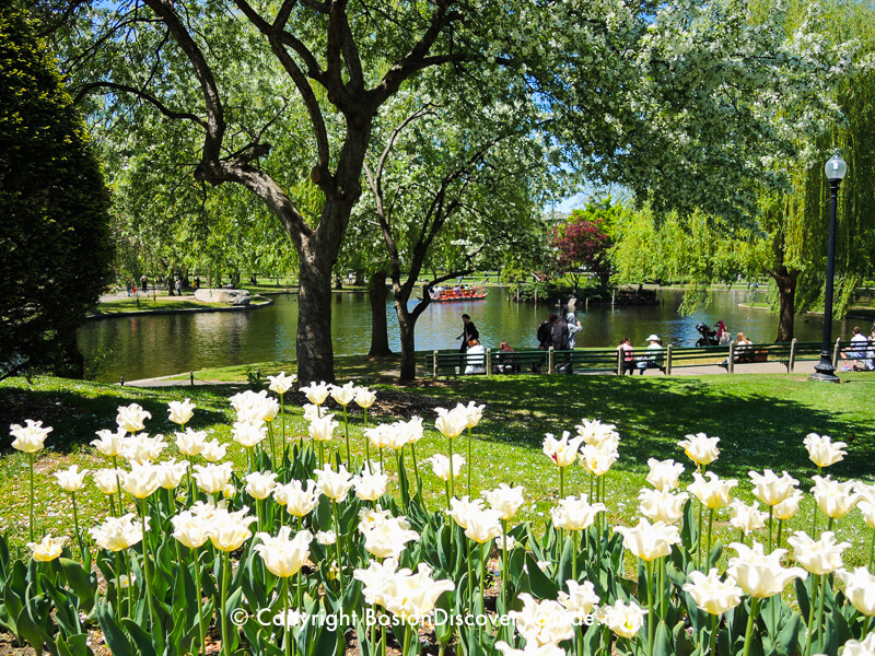 White parrot tulips blooming in late April in the Public Garden White parrot tulips blooming in late April in the Public Garden