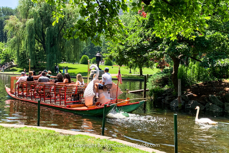 Swan Boats in Boston