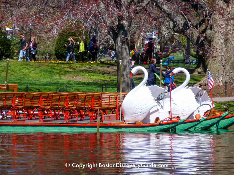 Swan Boats in Boston Public Garden