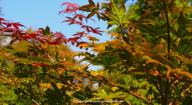 Crimson leaves in the Victory Gardens in Boston's Back Bay Fens