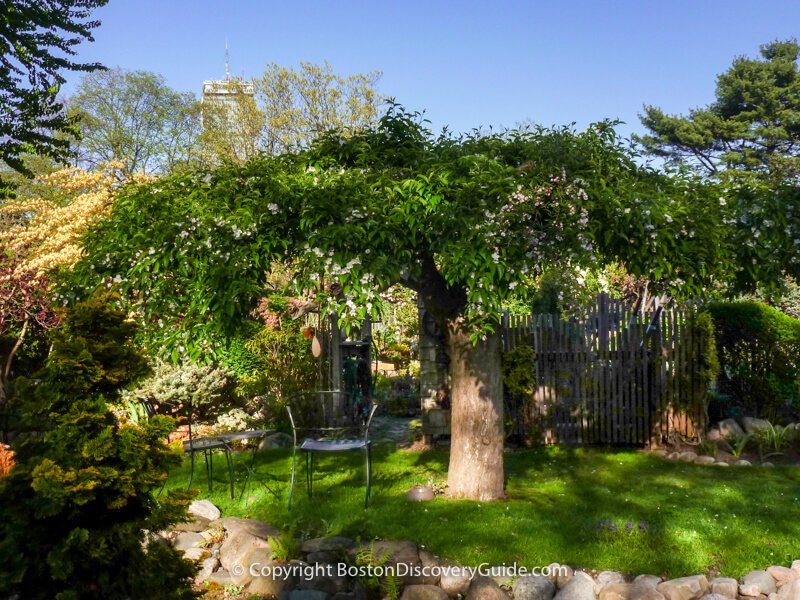 Stone wall with a chair and table under a mature weeping cherry, and Prudential Tower in the background