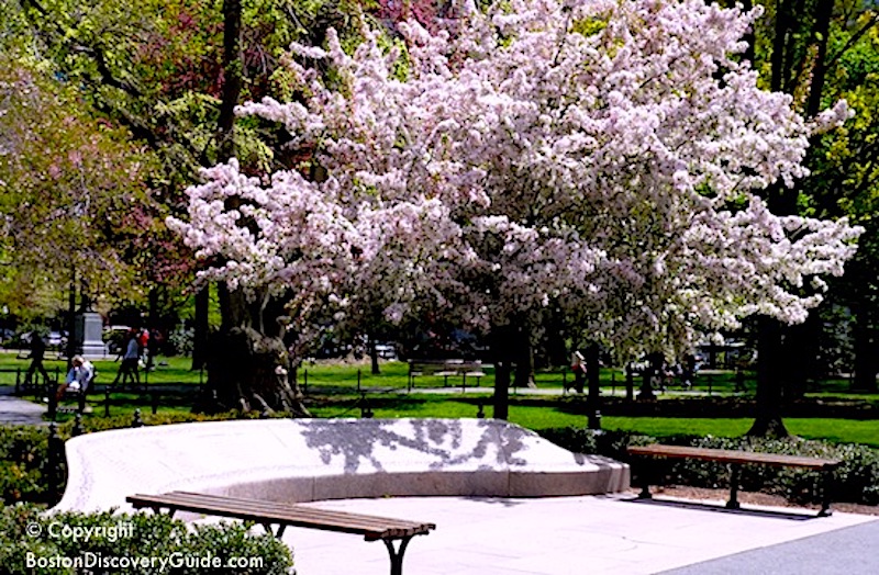 Garden of Remembrance, 9/11 memorial in Boston's Public Garden Garden of Remembrance, 9/11 memorial in Boston's Public Garden