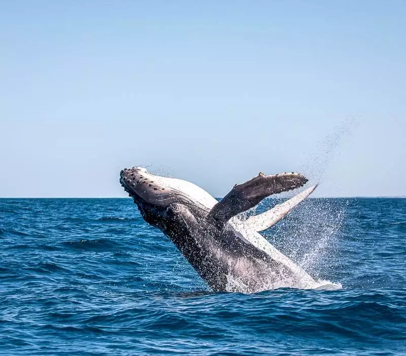 Look for breaching whales during your cruise - always a special sight! Look for breaching whales during your cruise - always a special sight!