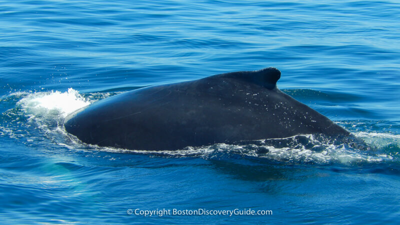 Whale watching cruises from Boston