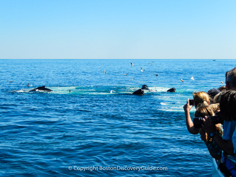 Whale watch boat passengers spot whales on a cruise near Boston