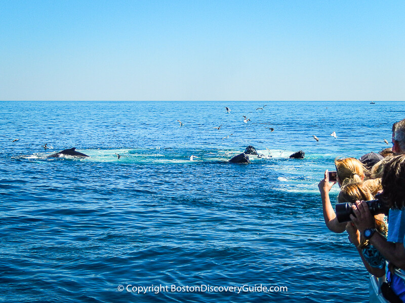 Whale watching cruise from Boston