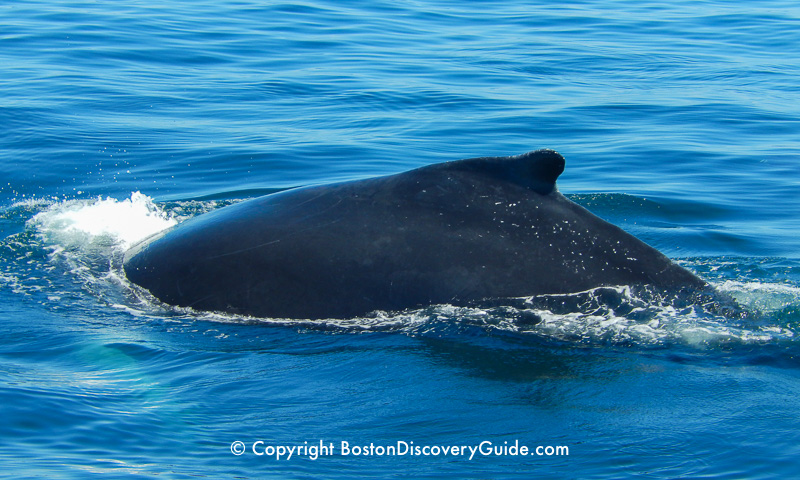 Close-up view of a whale spotted on a Boston whale watching cruise Close-up view of a whale spotted on a Boston whale watching cruise