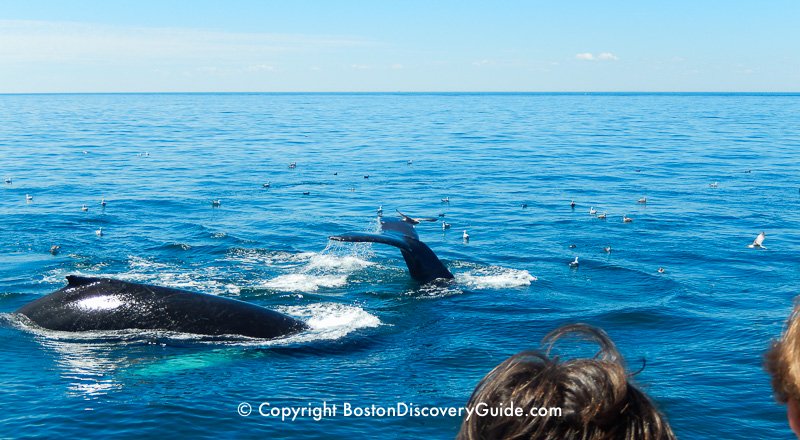 Whale watching cruise from Boston