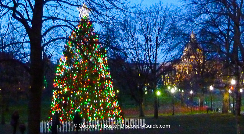 Christmas tree on Boston Common, with Massachusetts State House in the background Christmas tree on Boston Common, with Massachusetts State House in the background