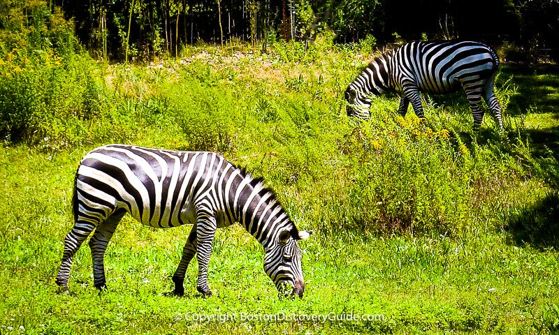 Zebras grazing at Boston's Franklin Park Zoo