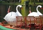 Swan Boats in Boston's Public 