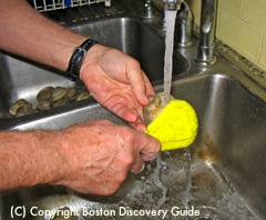 Scrub clams under running water / New England Clam Chowder Recipe - www.boston-discovery-guide.com